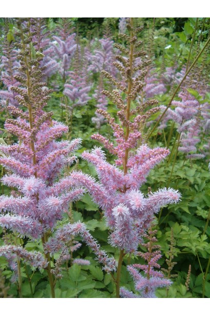 Астильба фіолетового кольору